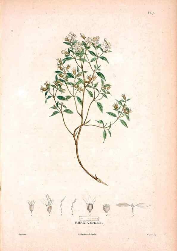 Reproducción/Reproduction 48979129243: Monographie des melastomacées,. Londres,Gide,1833.. 