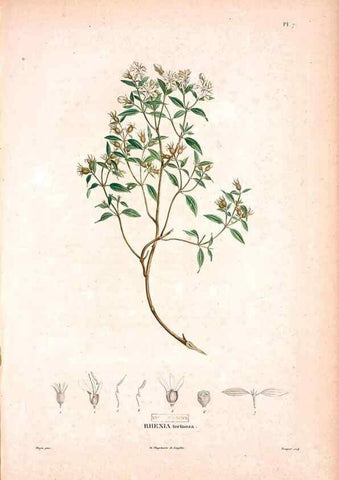 Reproducción/Reproduction 48979129243: Monographie des melastomacées,. Londres,Gide,1833.. 