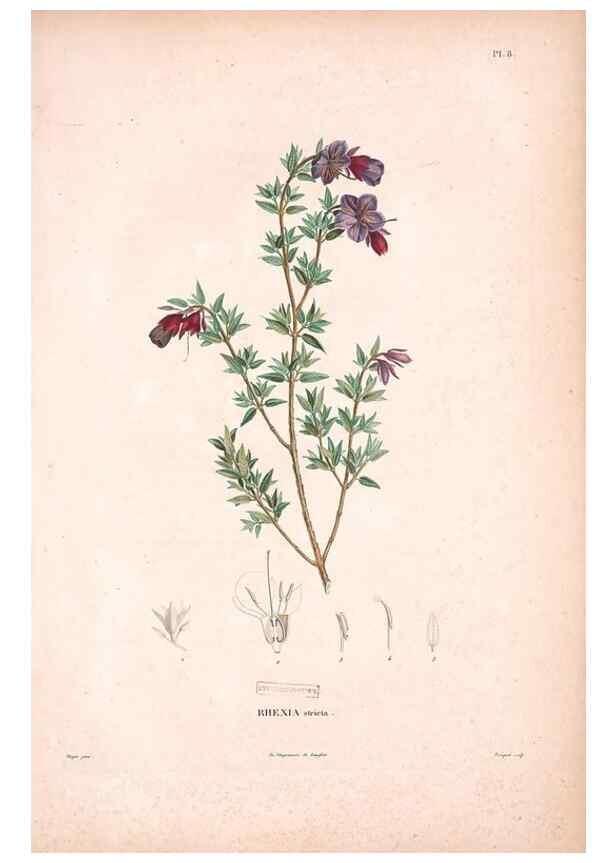 Reproducción/Reproduction 48979867697: Monographie des melastomacées,. Londres,Gide,1833.. 