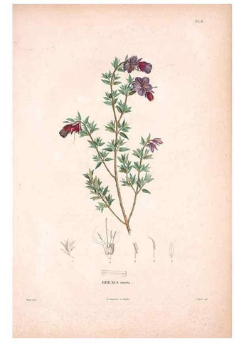Reproducción/Reproduction 48979867697: Monographie des melastomacées,. Londres,Gide,1833.. 