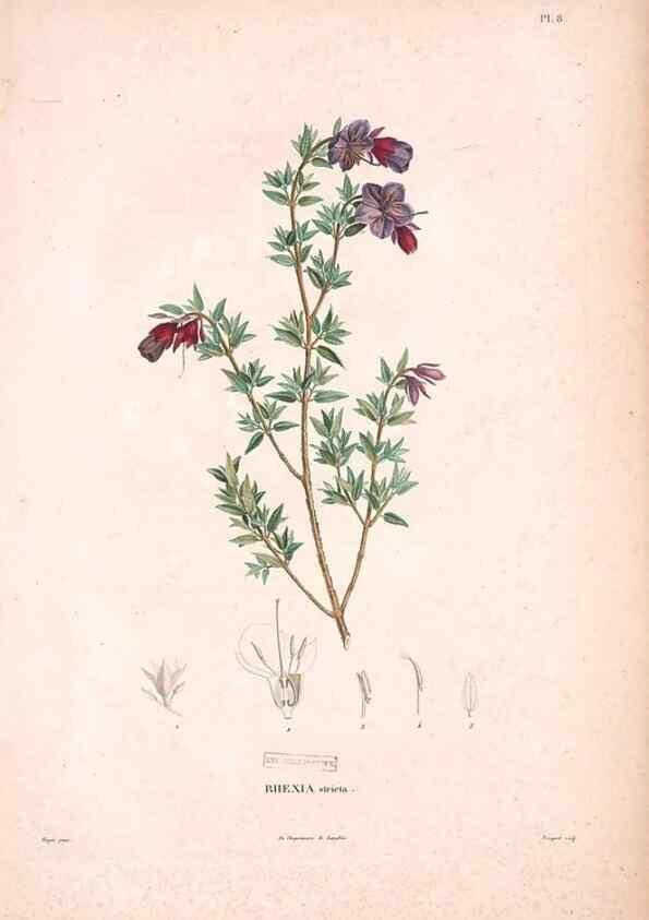 Reproducción/Reproduction 48979867697: Monographie des melastomacées,. Londres,Gide,1833.. 
