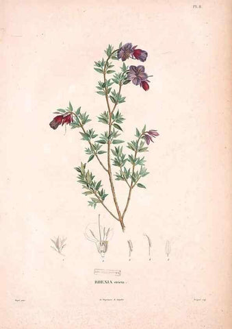 Reproducción/Reproduction 48979867697: Monographie des melastomacées,. Londres,Gide,1833.. 