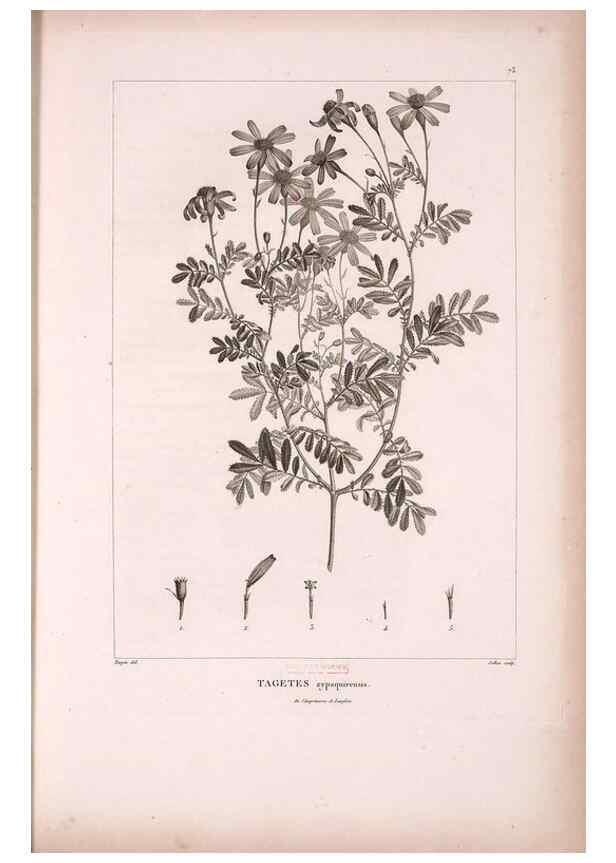 Reproducción/Reproduction 48979879237: Monographie des melastomacées,. Londres,Gide,1833.. 