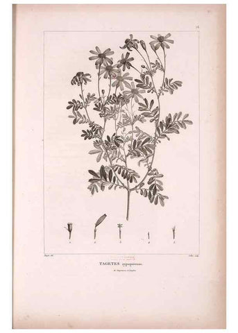 Reproducción/Reproduction 48979879237: Monographie des melastomacées,. Londres,Gide,1833.. 