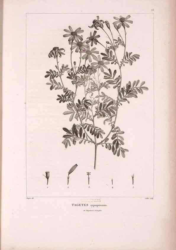 Reproducción/Reproduction 48979879237: Monographie des melastomacées,. Londres,Gide,1833.. 