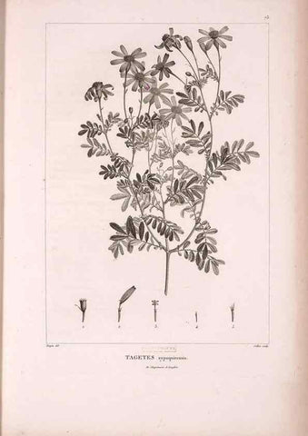 Reproducción/Reproduction 48979879237: Monographie des melastomacées,. Londres,Gide,1833.. 