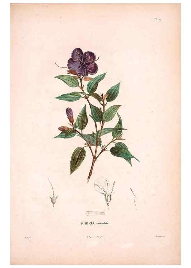 Reproducción/Reproduction 48979688876: Monographie des melastomacées,. Londres,Gide,1833.. 