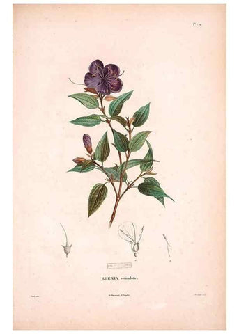 Reproducción/Reproduction 48979688876: Monographie des melastomacées,. Londres,Gide,1833.. 