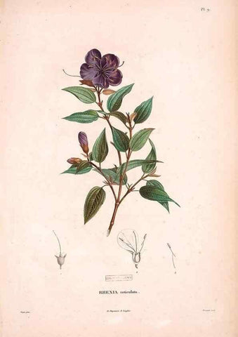 Reproducción/Reproduction 48979688876: Monographie des melastomacées,. Londres,Gide,1833.. 