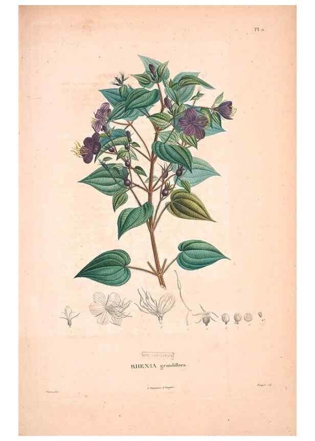 Reproducción/Reproduction 48979868497: Monographie des melastomacées,. Londres,Gide,1833.. 