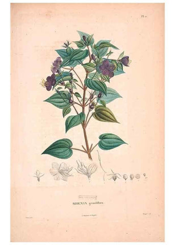 Reproducción/Reproduction 48979868497: Monographie des melastomacées,. Londres,Gide,1833.. 