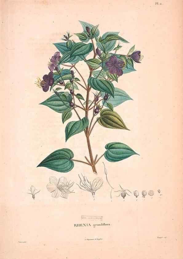 Reproducción/Reproduction 48979868497: Monographie des melastomacées,. Londres,Gide,1833.. 