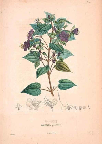 Reproducción/Reproduction 48979868497: Monographie des melastomacées,. Londres,Gide,1833.. 