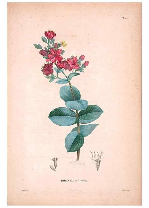 Reproducción/Reproduction 48979869002: Monographie des melastomacées,. Londres,Gide,1833.. 