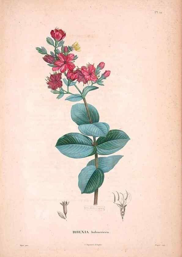 Reproducción/Reproduction 48979869002: Monographie des melastomacées,. Londres,Gide,1833.. 