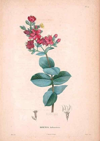 Reproducción/Reproduction 48979869002: Monographie des melastomacées,. Londres,Gide,1833.. 