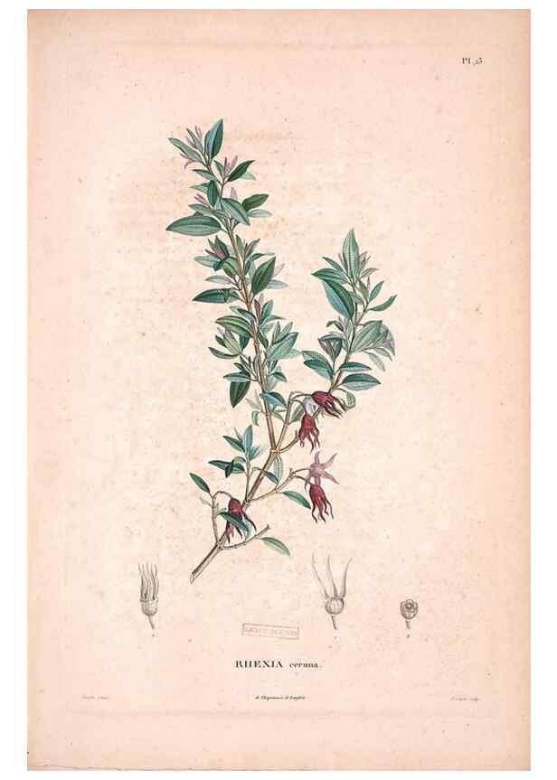 Reproducción/Reproduction 48979690096: Monographie des melastomacées,. Londres,Gide,1833.. 