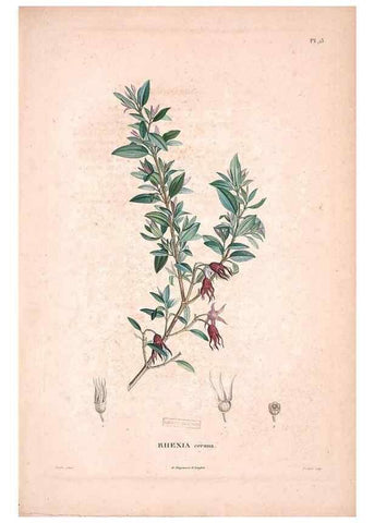Reproducción/Reproduction 48979690096: Monographie des melastomacées,. Londres,Gide,1833.. 