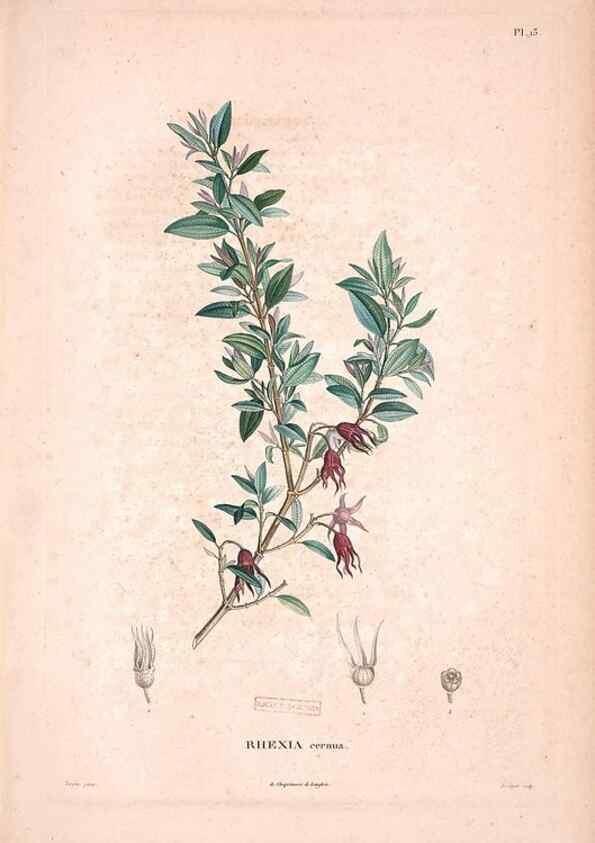 Reproducción/Reproduction 48979690096: Monographie des melastomacées,. Londres,Gide,1833.. 