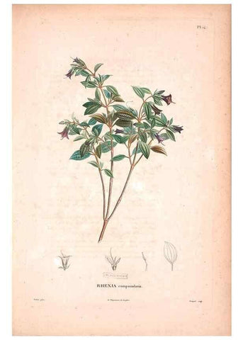 Reproducción/Reproduction 48979869477: Monographie des melastomacées,. Londres,Gide,1833.. 