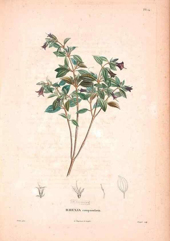 Reproducción/Reproduction 48979869477: Monographie des melastomacées,. Londres,Gide,1833.. 