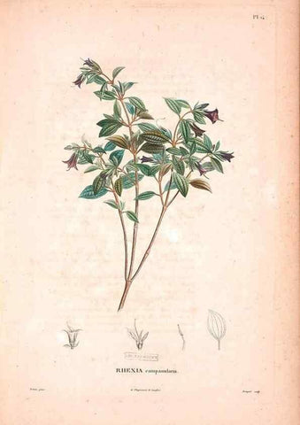 Reproducción/Reproduction 48979869477: Monographie des melastomacées,. Londres,Gide,1833.. 