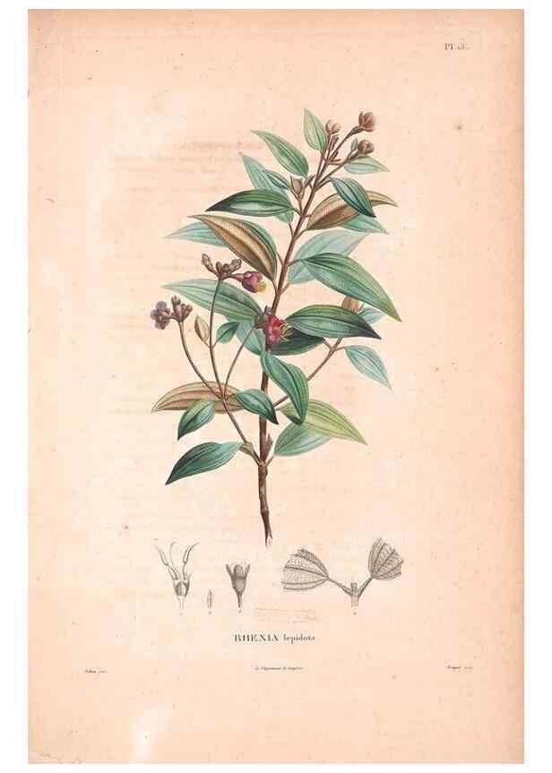Reproducción/Reproduction 48979696311: Monographie des melastomacées,. Londres,Gide,1833.. 