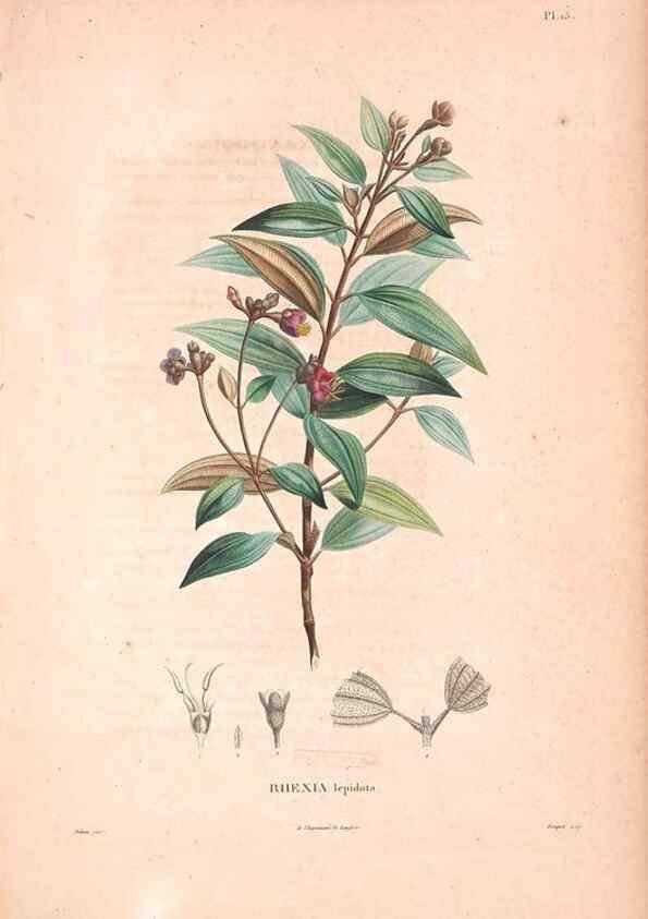 Reproducción/Reproduction 48979696311: Monographie des melastomacées,. Londres,Gide,1833.. 