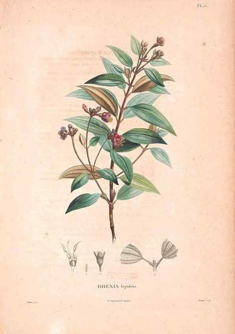 Reproducción/Reproduction 48979696311: Monographie des melastomacées,. Londres,Gide,1833.. 