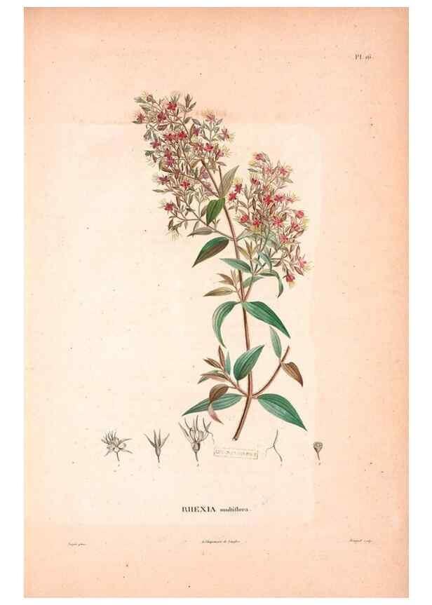 Reproducción/Reproduction 48979137378: Monographie des melastomacées,. Londres,Gide,1833.. 