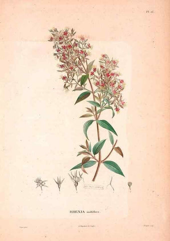 Reproducción/Reproduction 48979137378: Monographie des melastomacées,. Londres,Gide,1833.. 