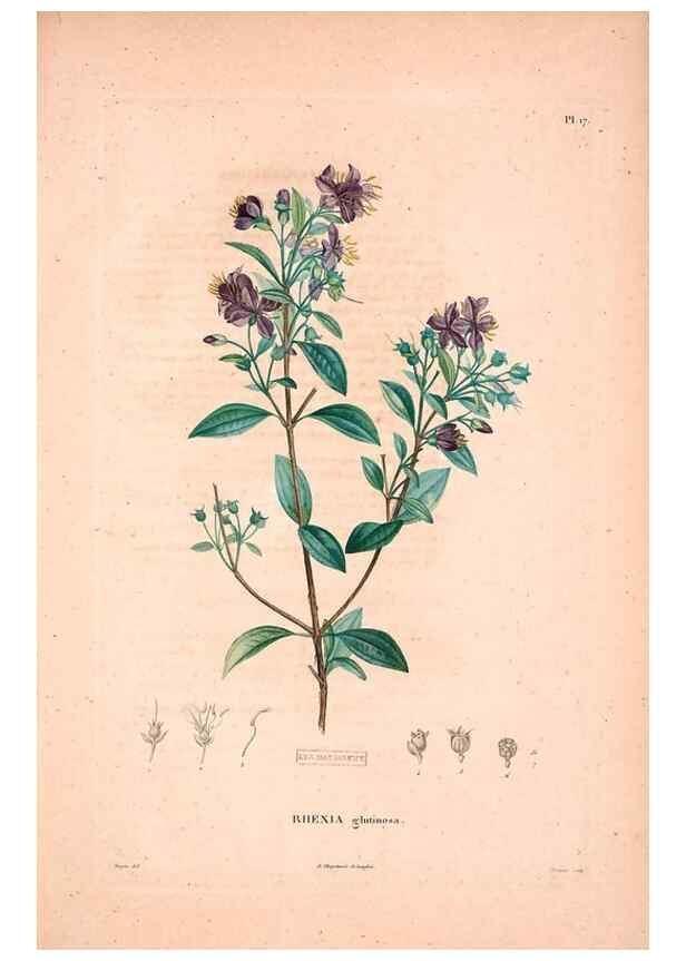 Reproducción/Reproduction 48979137588: Monographie des melastomacées,. Londres,Gide,1833.. 