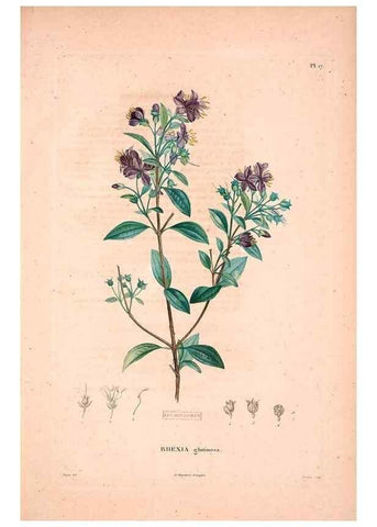Reproducción/Reproduction 48979137588: Monographie des melastomacées,. Londres,Gide,1833.. 