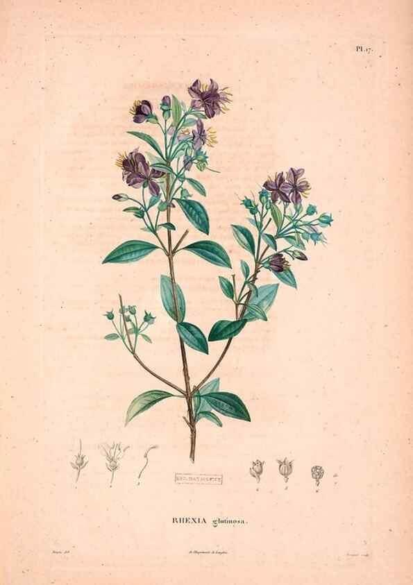 Reproducción/Reproduction 48979137588: Monographie des melastomacées,. Londres,Gide,1833.. 