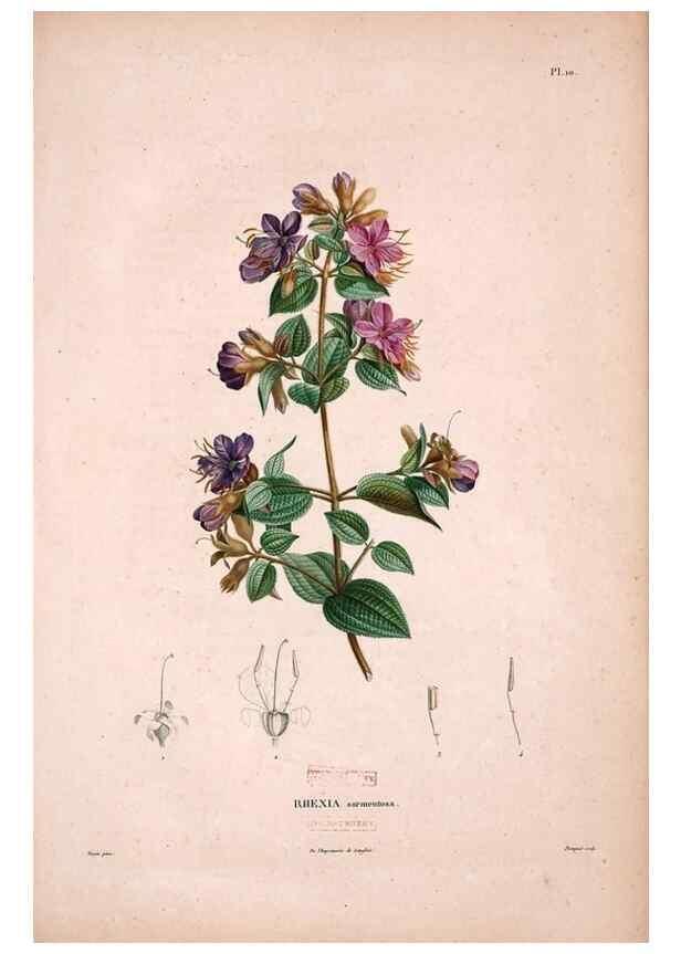 Reproducción/Reproduction 48979130128: Monographie des melastomacées,. Londres,Gide,1833.. 