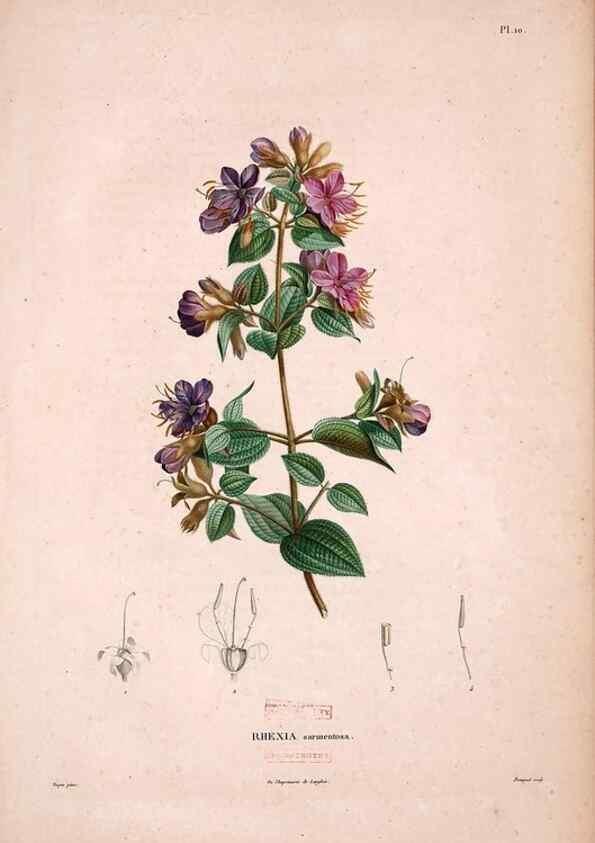 Reproducción/Reproduction 48979130128: Monographie des melastomacées,. Londres,Gide,1833.. 