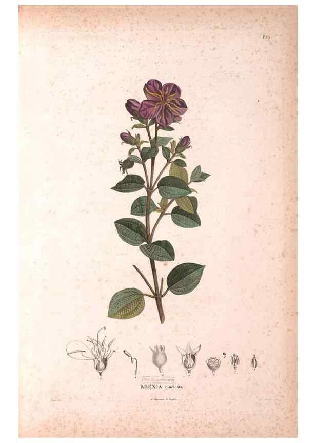 Reproducción/Reproduction 48979865727: Monographie des melastomacées,. Londres,Gide,1833.. 