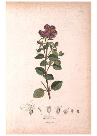 Reproducción/Reproduction 48979865727: Monographie des melastomacées,. Londres,Gide,1833.. 