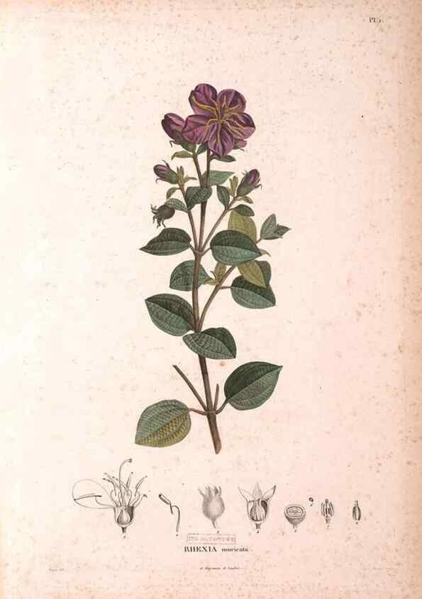 Reproducción/Reproduction 48979865727: Monographie des melastomacées,. Londres,Gide,1833.. 