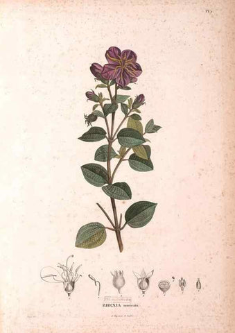 Reproducción/Reproduction 48979865727: Monographie des melastomacées,. Londres,Gide,1833.. 