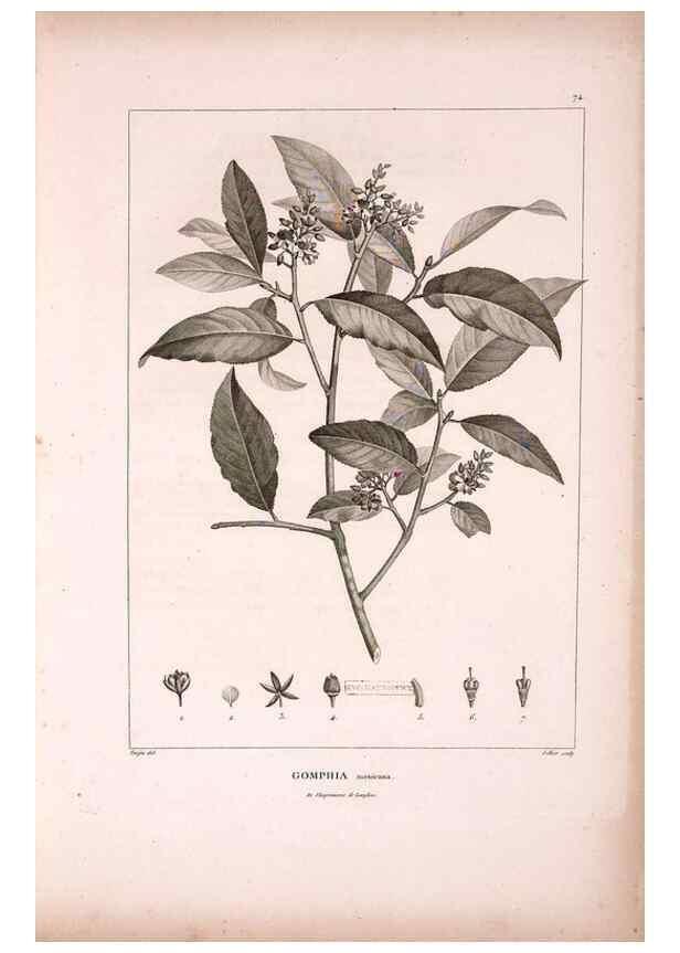 Reproducción/Reproduction 48979700786: Monographie des melastomacées,. Londres,Gide,1833.. 