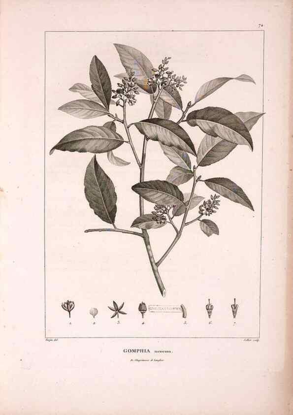 Reproducción/Reproduction 48979700786: Monographie des melastomacées,. Londres,Gide,1833.. 