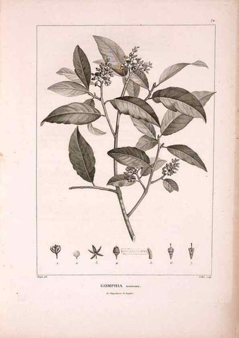 Reproducción/Reproduction 48979700786: Monographie des melastomacées,. Londres,Gide,1833.. 