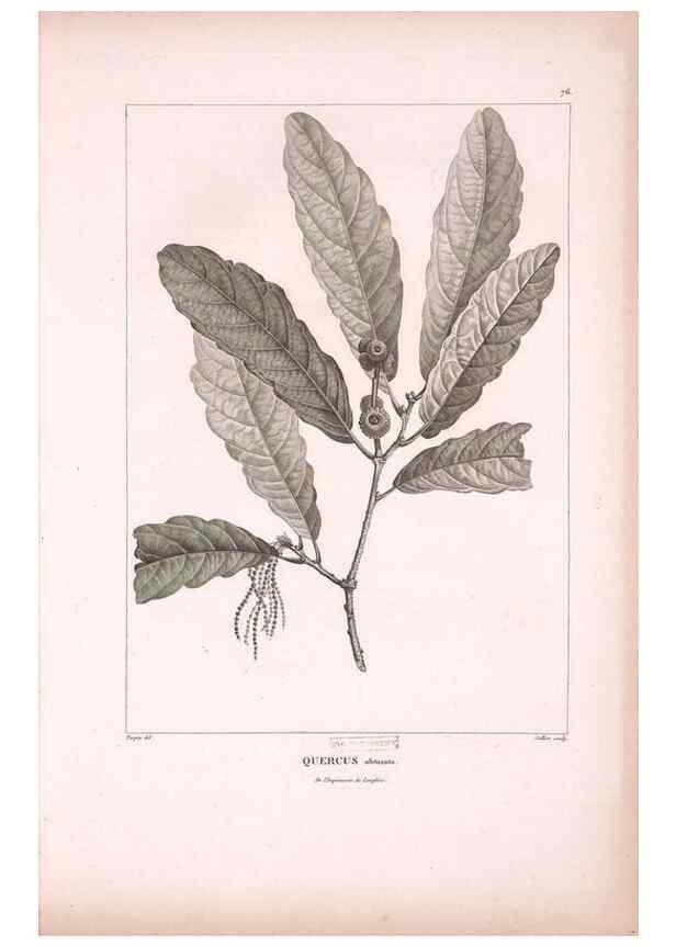 Reproducción/Reproduction 48979879722: Monographie des melastomacées,. Londres,Gide,1833.. 