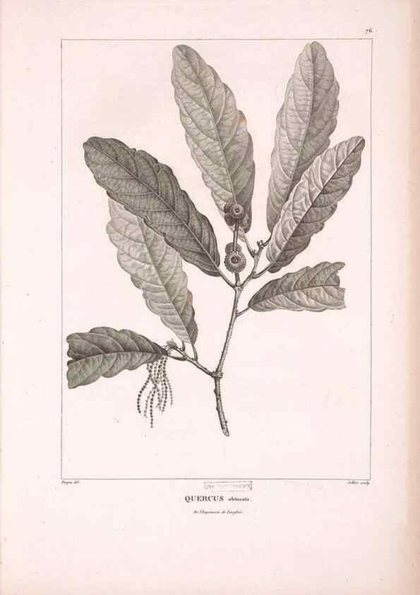 Reproducción/Reproduction 48979879722: Monographie des melastomacées,. Londres,Gide,1833.. 