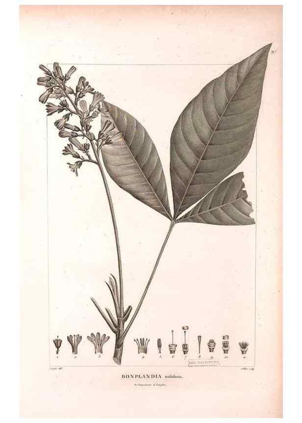 Reproducción/Reproduction 48979728466: Monographie des melastomacées,. Londres,Gide,1833.. 