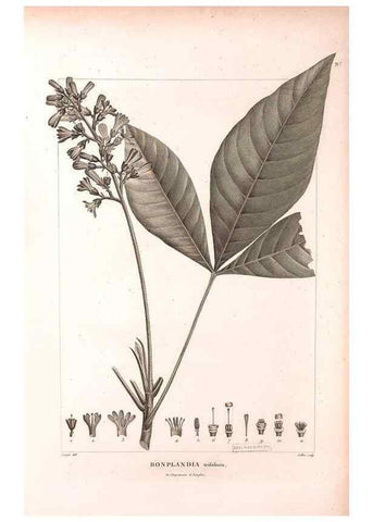 Reproducción/Reproduction 48979728466: Monographie des melastomacées,. Londres,Gide,1833.. 