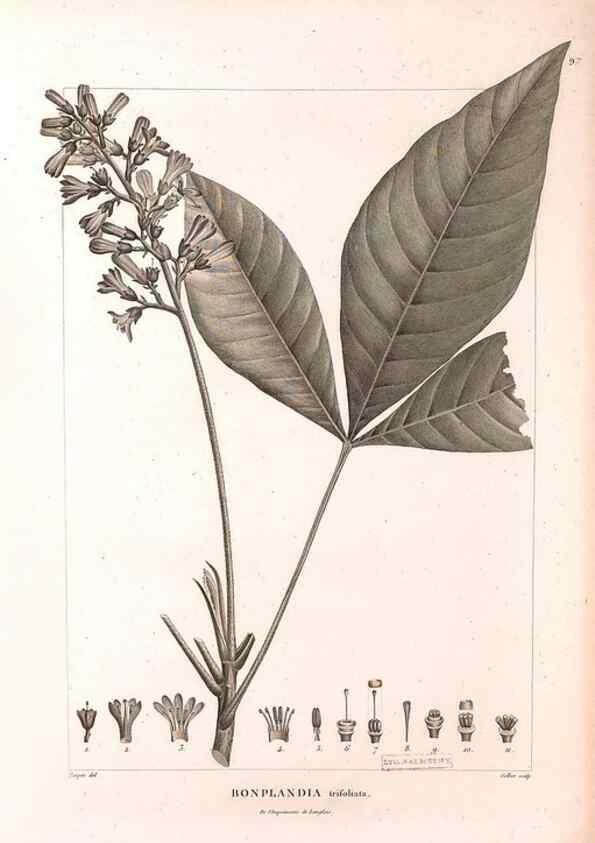Reproducción/Reproduction 48979728466: Monographie des melastomacées,. Londres,Gide,1833.. 