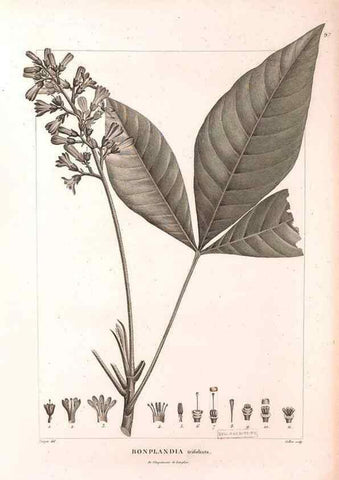 Reproducción/Reproduction 48979728466: Monographie des melastomacées,. Londres,Gide,1833.. 