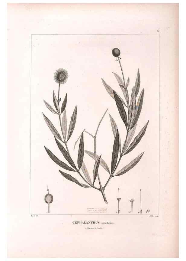 Reproducción/Reproduction 48979169763: Monographie des melastomacées,. Londres,Gide,1833.. 